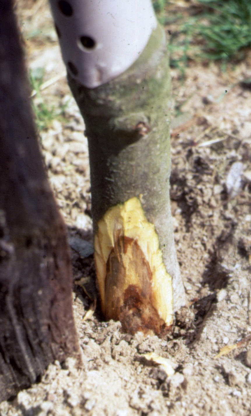 Symptoms and recognition (Crown rot and collar rot) NIAB